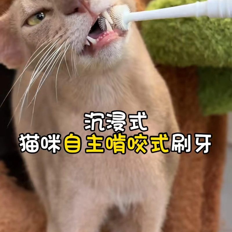 狗狗猫咪牙刷牙膏套装宠物专用去黄结石去口臭牙齿清洁口腔可食用