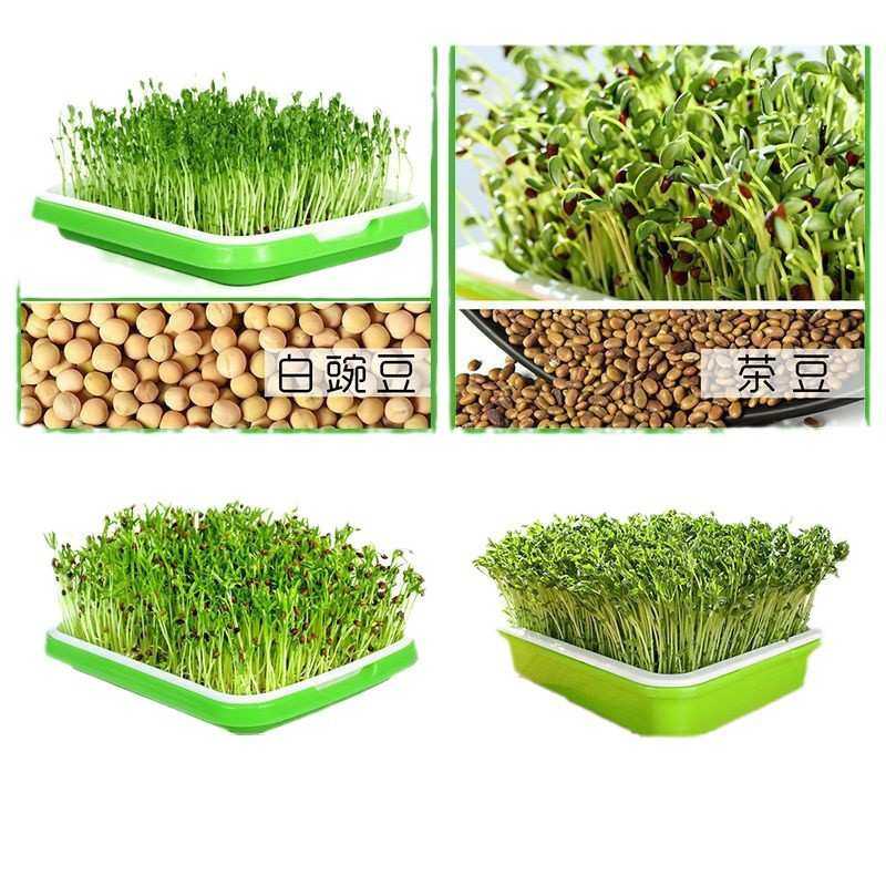 芽苗菜育苗盘无土栽培网格豌豆苗家用加深种植盆盘架子加密豆芽