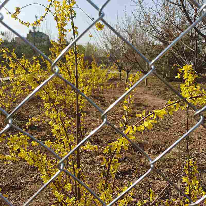 镀锌铁丝网钢丝网户外围护栏网拦家用鸡网勾花网养殖牛羊菜园,农机/农具/农膜,农场护栏网,淘宝优惠券,粉丝福利购,淘宝优惠卷