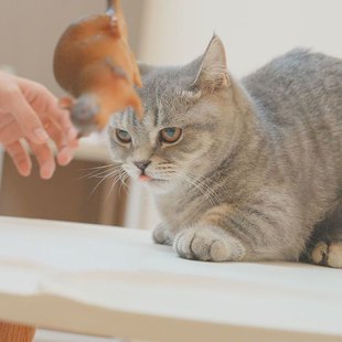 逼真老鼠猫玩具猫咪玩具逗解闷自咬神器软胶老鼠猫无声耐嗨猫猫