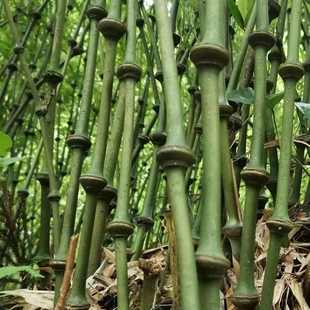 罗汉竹杆算盘竹苗罗汉竹富贵竹寿星竹竹子盆栽室内筇竹苗算盘竹