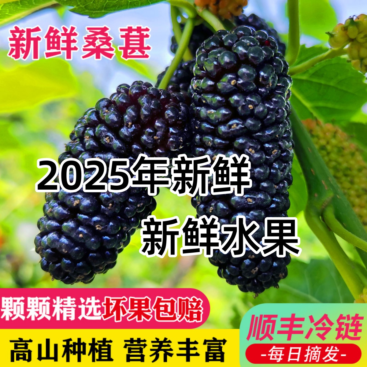 顺丰鲜桑葚新鲜水果现摘5斤黑桑椹酵素泡酒水熬膏酱广东非大凉山