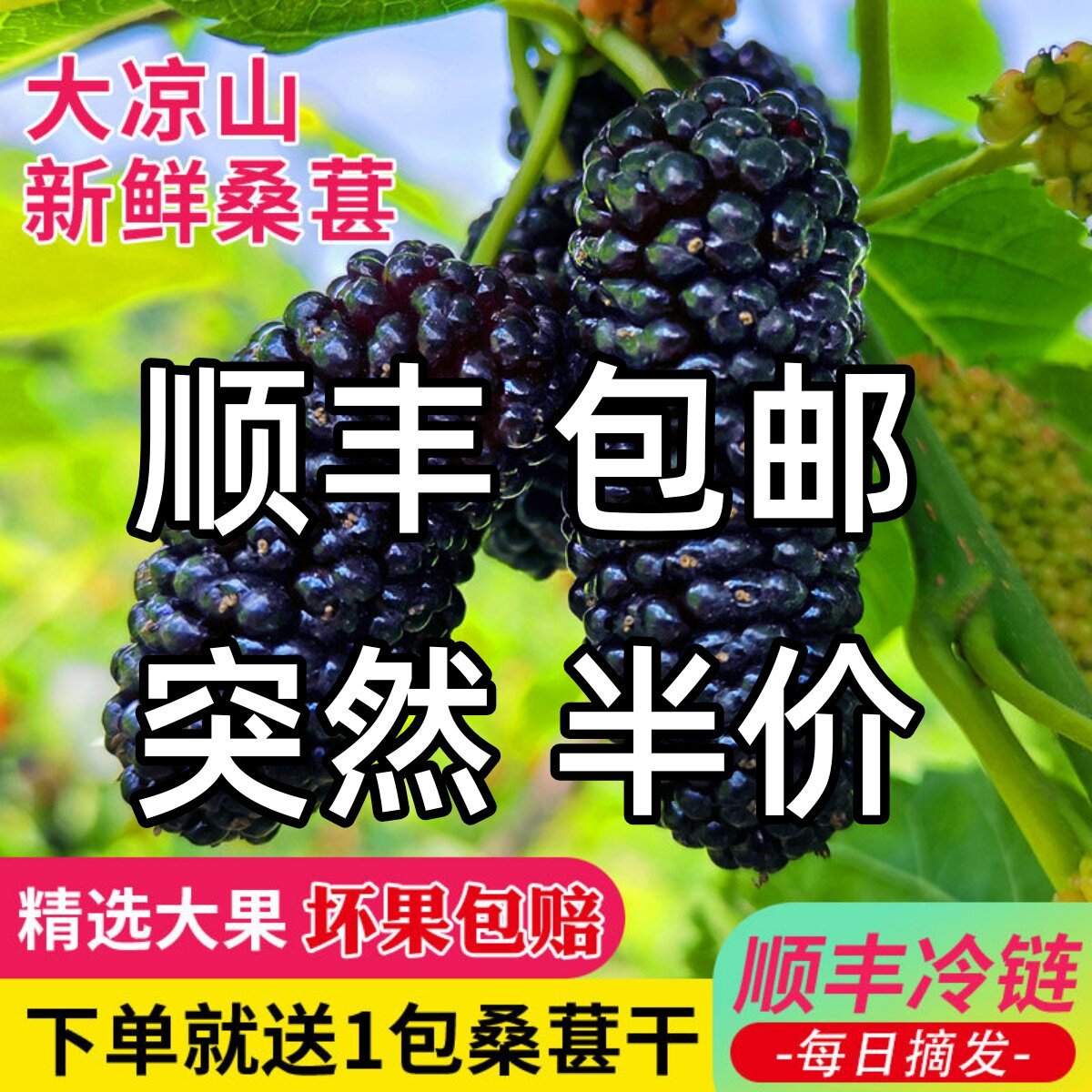 顺丰大凉山鲜桑葚新鲜水果黑椹酵素泡酒水熬膏酱专用现摘现发