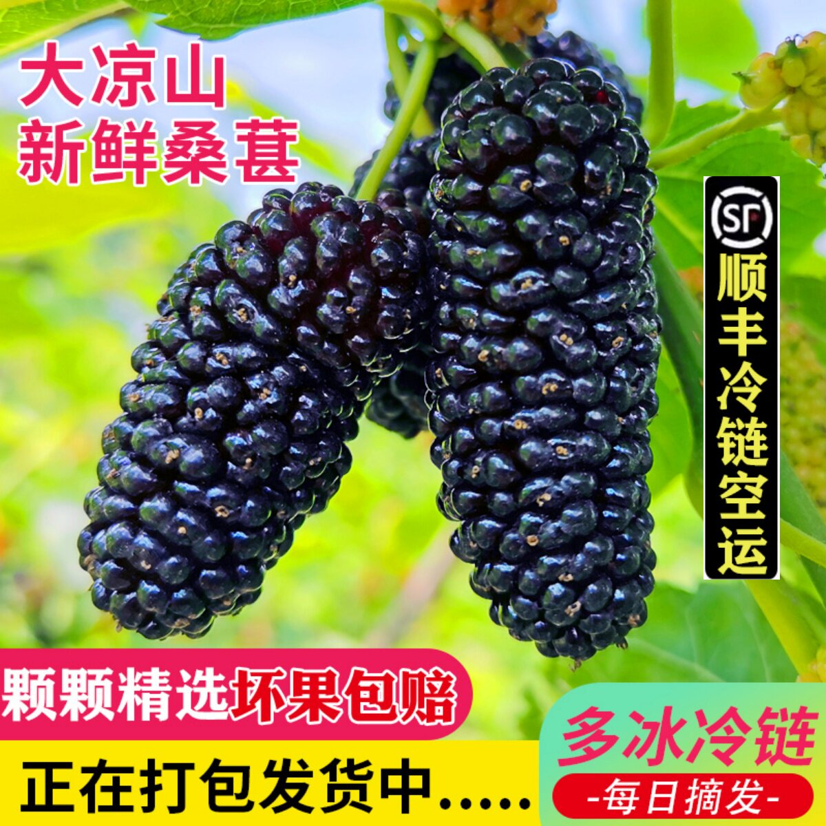 大凉山鲜桑葚新鲜现摘现发水果黑椹酵素泡酒水熬膏酱专用四川顺丰