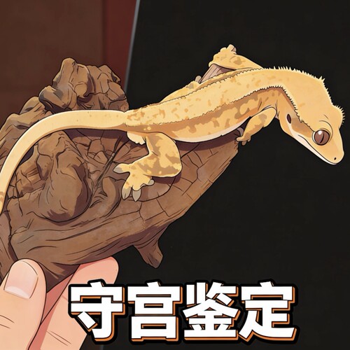 睫角守宫R属爬宠鉴定咨询估价莉莉白紫貂Sable卡布奇诺Hw