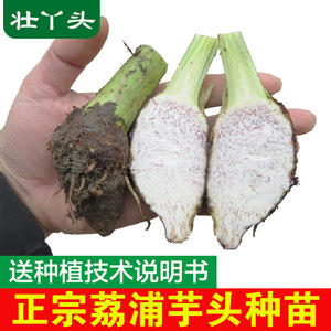 广西荔浦芋头种植苗种子苗新鲜槟榔大紫香芋种苗栽培育苗蔬菜种籽