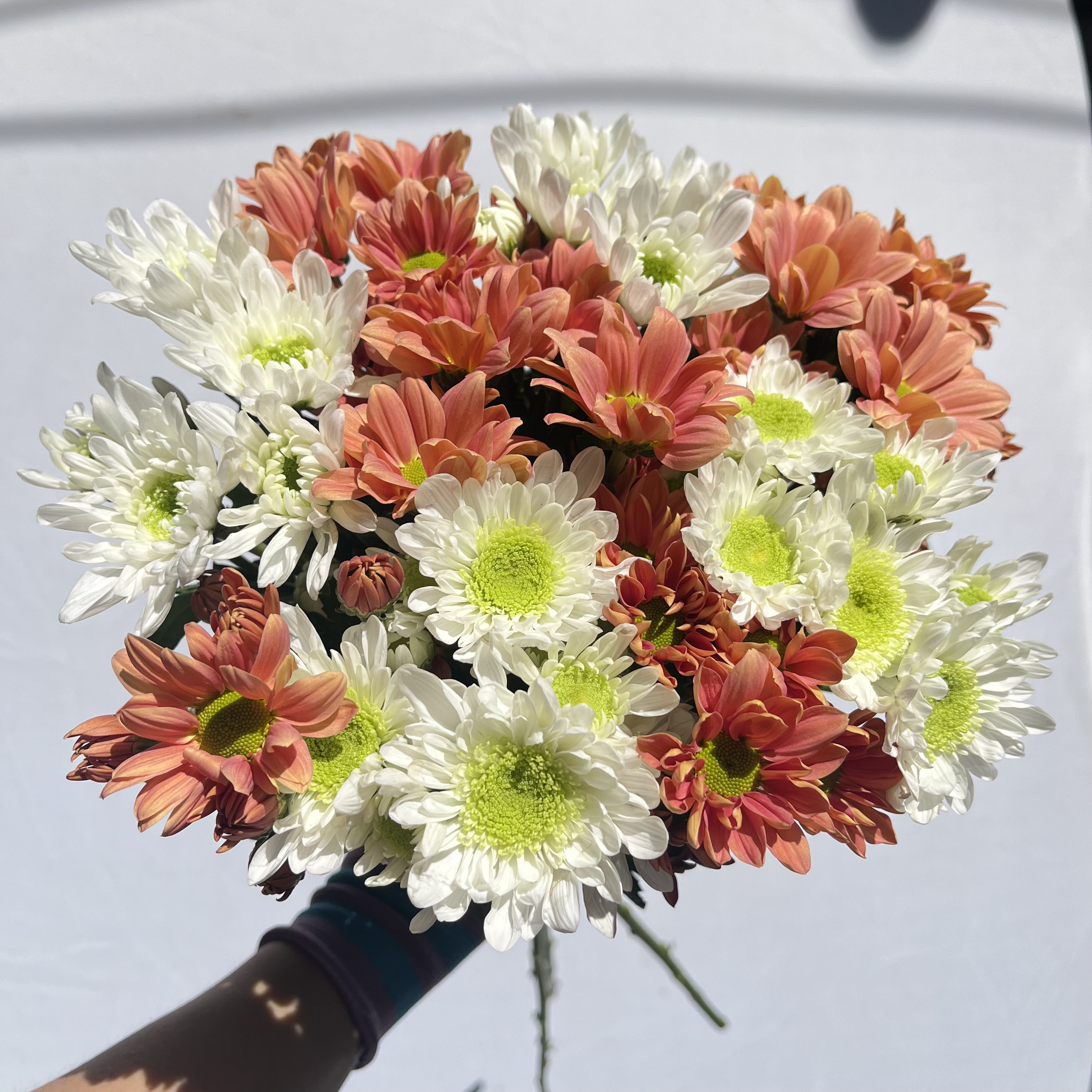 小雏菊鲜花云南基地现采直发鲜切花材家庭办公室卧室水培鲜花包邮