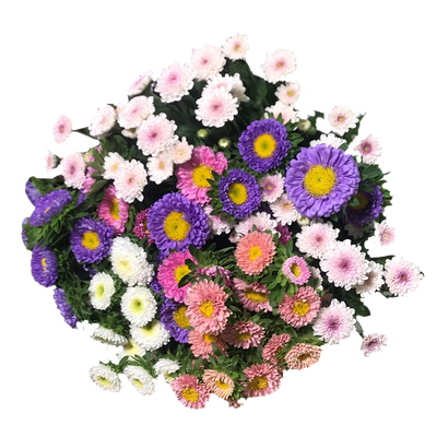 现采现发高品质好养护花期长