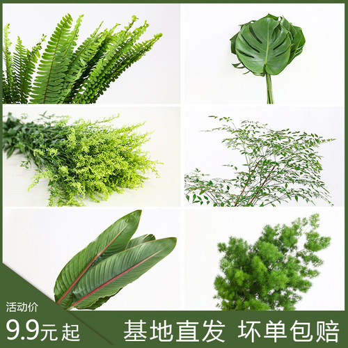 56个品种叶材适用场景