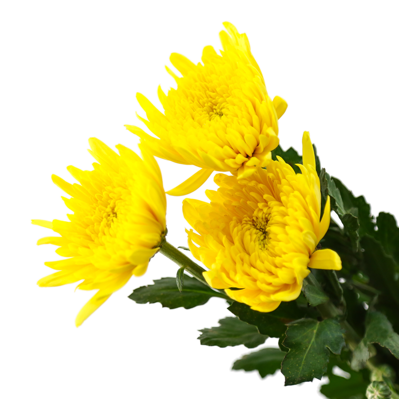 云南昆明基地直供大黄菊花鲜花花鲜花速递(同城)