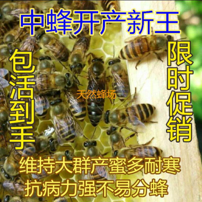 处王产卵王优质繁殖蜂种蜂群活体养蜂原种处女王蜂王种王仓王杂交在类目 宠物/宠物食品及用品, 其它宠物, 其它宠物中 - 来自Buy2taobao.com提供专业的淘宝代购服务