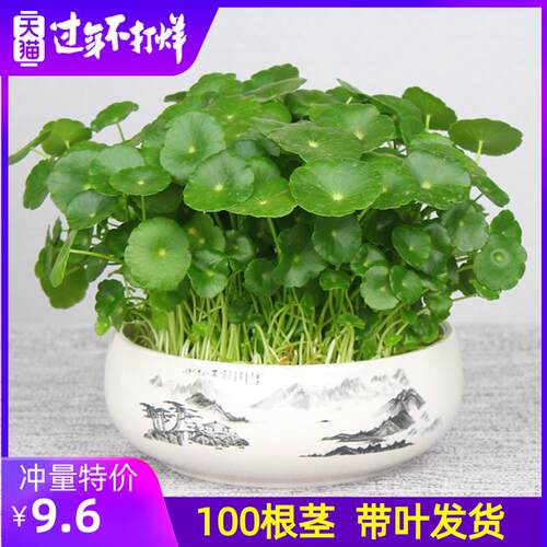 水生植物净化污水价格 水生植物净化污水图片 星期三