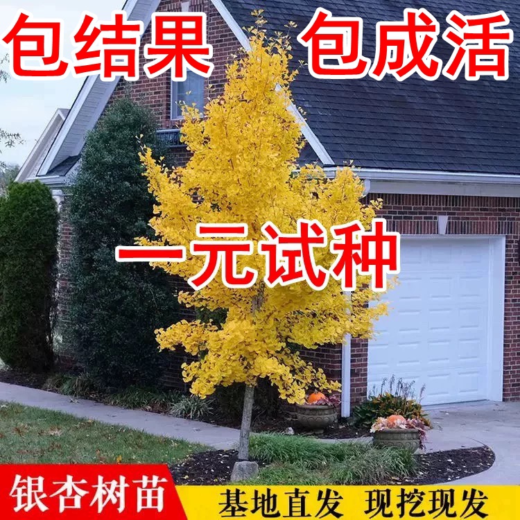 银杏树苗金叶白果活苗别墅庭院绿化苗木行道树银杏大树南北方种植