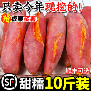板栗蜜薯新鲜红薯沙地糖心地瓜非山东烟薯番薯25号烤红薯专用10斤