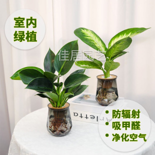 不需要阳光 绿植物 盆栽室内桌面上花卉水培绿萝吊兰适合懒人养