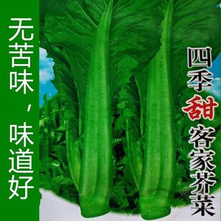 四季客家甜芥菜种子大田菜园叶子菜青菜阳台大叶青菜蔬菜种子大全