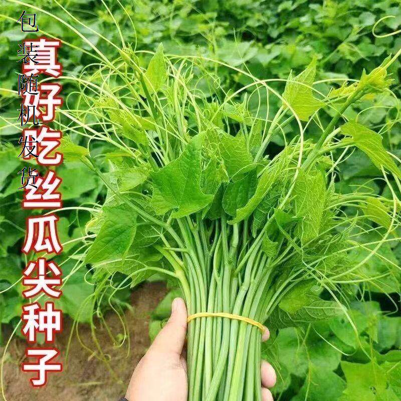 摘不败好吃丝瓜尖种子龙须菜耐热菜四季丝瓜藤尖苗农家蔬菜孑