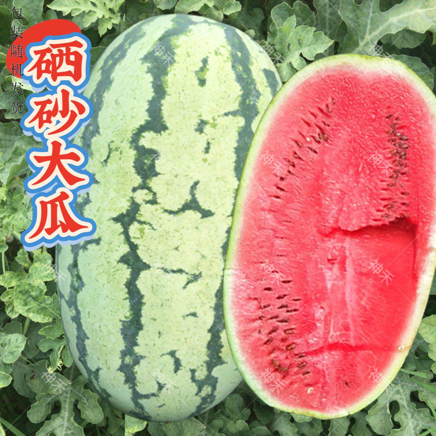 蔬菜种子宁夏硒砂瓜懒汉西瓜种籽大果产量高春秋四季阳台盆栽庭院