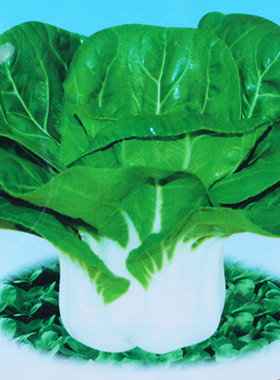 小白菜种孑四季耐寒耐热白梗青菜种籽秋冬季大田矮脚黄奶白菜种子