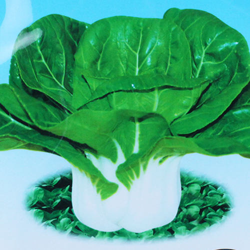 小白菜种孑四季耐寒耐热白梗青菜种籽秋冬季大田矮脚黄奶白菜种子