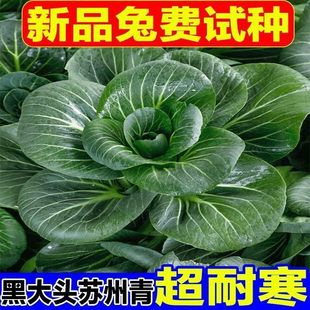 黑大头苏州青矮脚青梗菜种籽四季种耐旱耐寒素菜种子