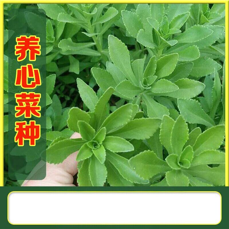 高钙救心菜养心菜种子可用野菜四季播阳台盆栽色保健蔬菜种籽