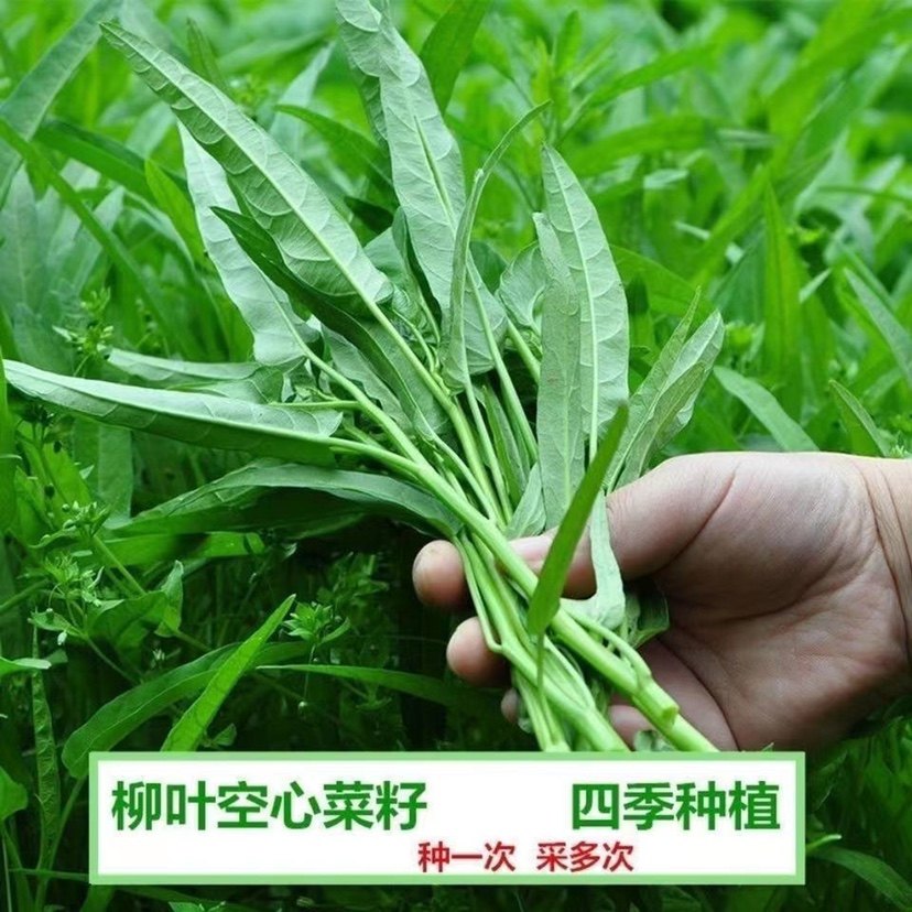 空心菜籽种种子大全四季菜苗菜籽蔬菜大叶空心菜种籽种孑农家盆栽,鲜花速递/花卉仿真/绿植园艺,家庭园艺种子,淘宝优惠券,粉丝福利购,淘宝优惠卷