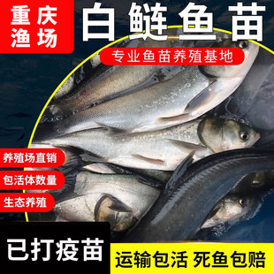 白鲢鱼苗活体淡水养殖小鱼苗四大家鱼活体饲料鲢鳙大头花鲢白鲢苗