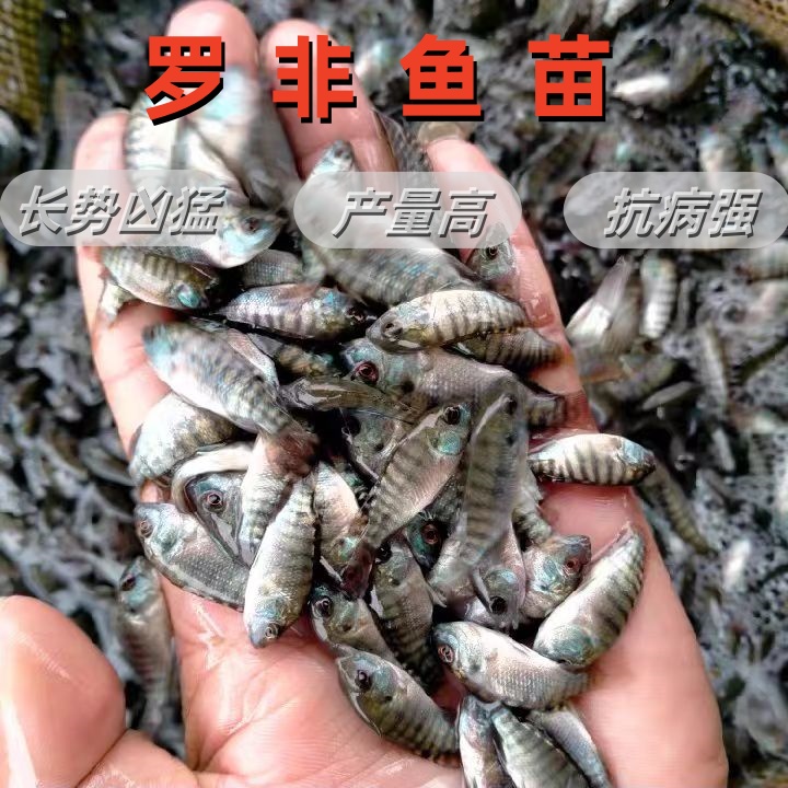 脆肉羅非魚苗優(yōu)質(zhì)羅非魚苗好養(yǎng)耐活福壽魚淡水養(yǎng)殖魚苗可食用魚苗