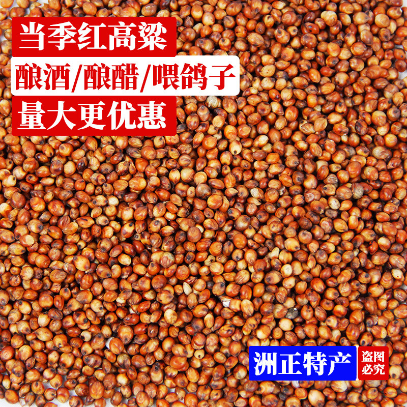 新红高粱酿酒鸽子粮食品质好