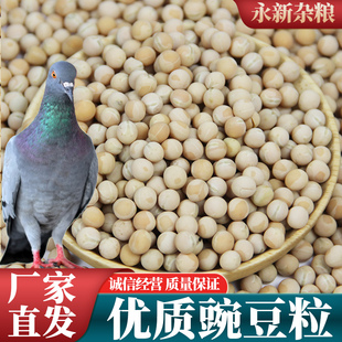 新鲜白豌豆鸽粮20斤饲料高营养鸽子粮10kg豌豆白豆高蛋白鸟食