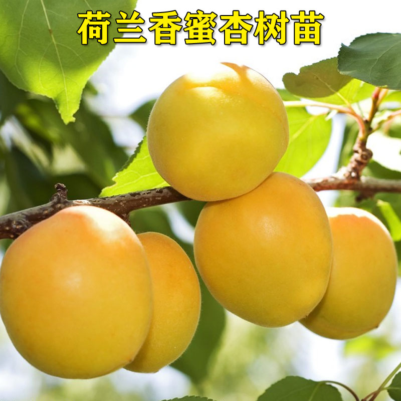 荷兰香蜜杏新品种杏树嫁接苗树苗特大极丰产香杏子苗南方北方种植
