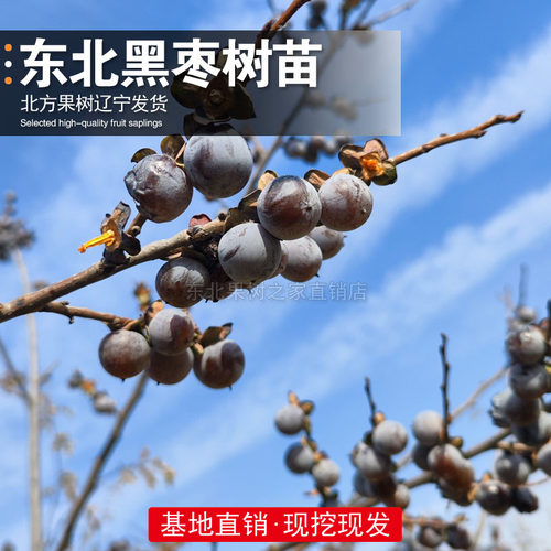 新品种君迁子软枣树苗无核黑枣苗抗寒南北方种植盆栽地栽当年结果