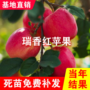 瑞香红苹果树苗嫁接矮化全红晚熟特大脆甜浓果25苹果苗南北方种植