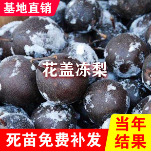 花盖梨冻梨树苗嫁接秋子梨苗东北冻梨苗花盖梨苗抗寒梨苗耐寒梨苗