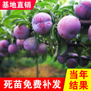 智利凤凰李树苗嫁接活苗新品种南北方种植盆栽地栽李子苗当年结果