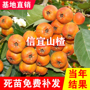 信宜山楂新品种嫁接果树苗南北种植无籽大山楂苗盆栽地栽当年结果