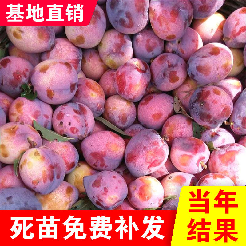 吉胜李子果树苗东北干碗桃李子牛心大李子苗脱骨离核吉胜嫁接树苗