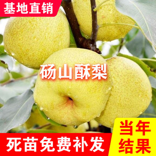 砀山酥梨树苗嫁接酥梨苗砀山酥梨树苗南北方种植盆栽地栽当年结果