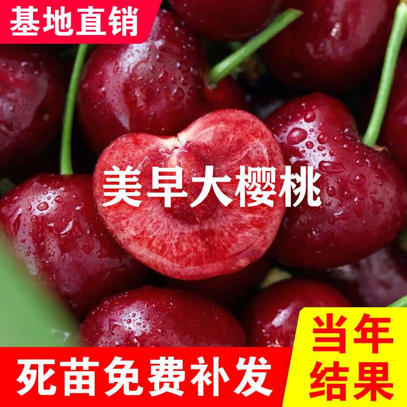 美早大樱桃苗嫁接车厘子南北方盆栽地栽种植美早樱桃当年结果果树