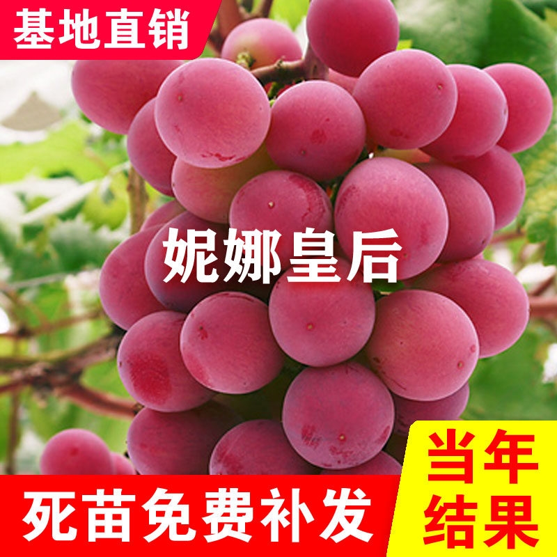 嫁接妮娜皇后葡萄树苖公主女皇王后葡萄苗北南方种植当年结果树苗