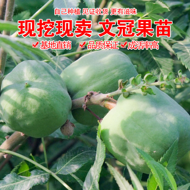 文冠果苗文冠果树苗盆栽地栽南北方种植绿化文官果观赏花食用油苗