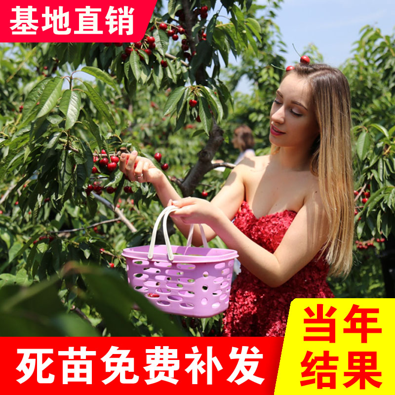 车厘子嫁接大樱桃树苗南北方种植