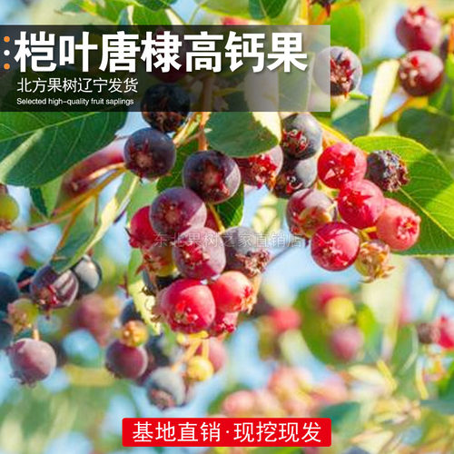 桤叶唐棣树苗高钙果苗果树苗唐棣苗东北新品种易成活抗寒当年结果