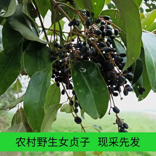正宗新鲜农家叶子中药材冬青籽泡茶成熟新货