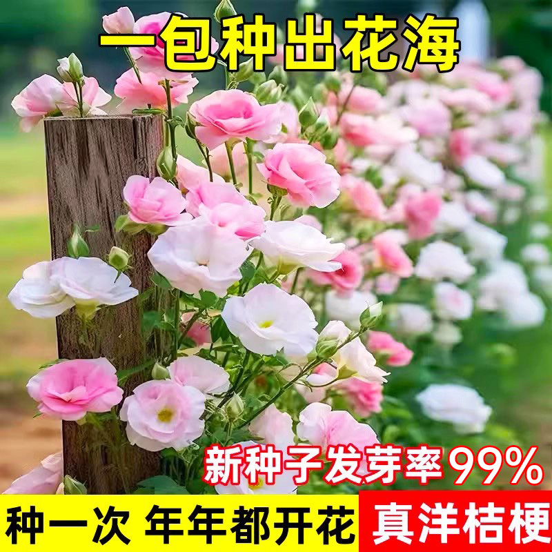 洋桔梗花种子太阳花重瓣好养易活