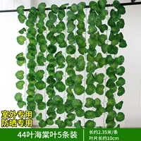 Черные 44 листья бегония листья 5