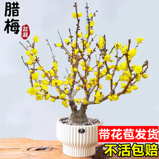 腊梅花树苗盆栽花卉素心腊梅盆景耐寒原生红梅花老桩阳台庭院海棠