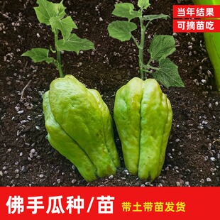 佛手瓜种瓜苗高产新鲜丰收福寿瓜苗秧苗种子春夏季爬藤扶手瓜种瓜