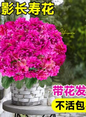 长寿花重瓣大花花苗盆栽名贵金狐狸带花苞室内花卉绿植物